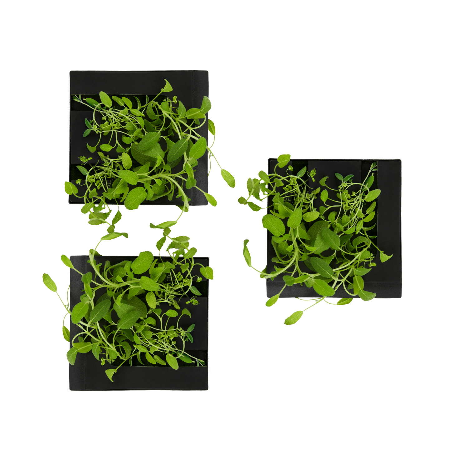 Sage 3-Pack for Roto Farm