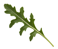 Arugula (Rocket)