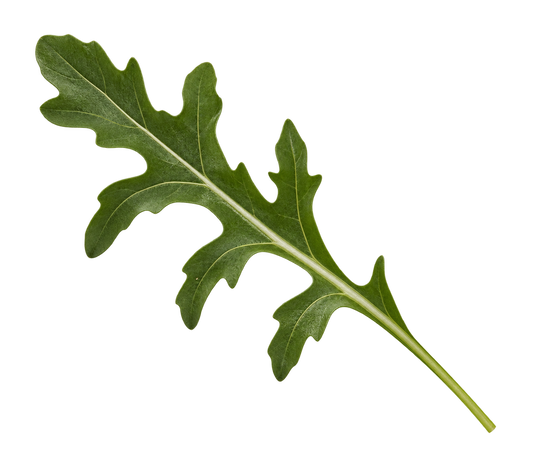 Arugula (Rocket)
