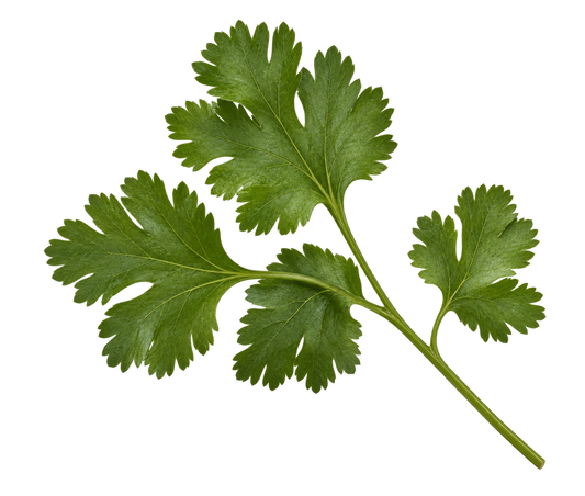 Cilantro (Coriander)