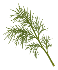Dill