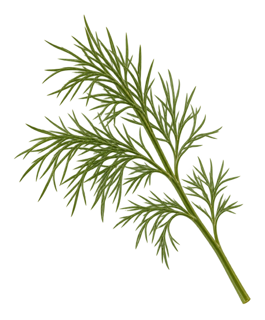 Dill