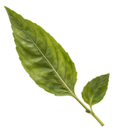 Lemon Basil