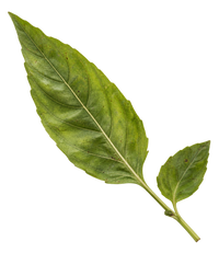 Lemon Basil