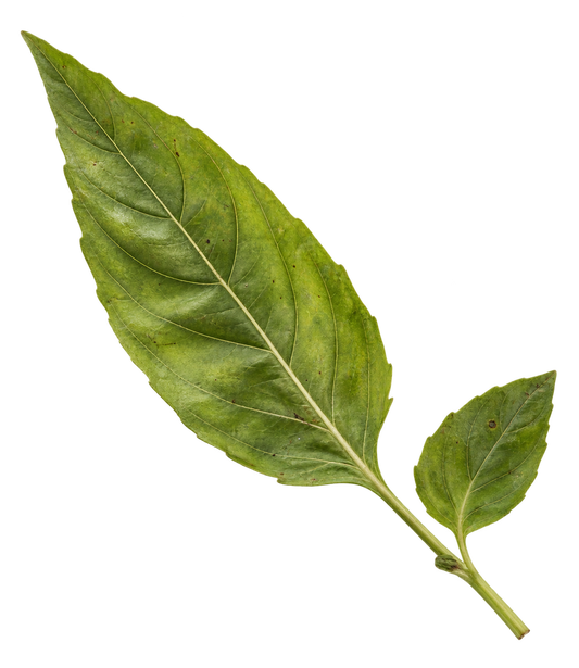 Lemon Basil