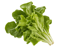 Lettuce