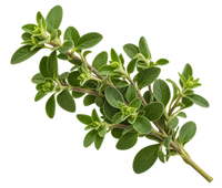 Marjoram