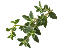 Oregano