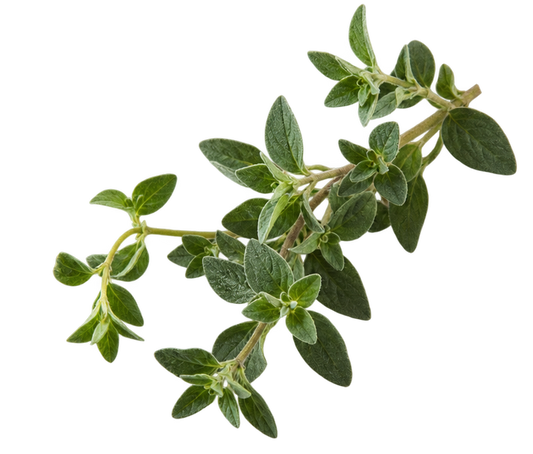 Oregano