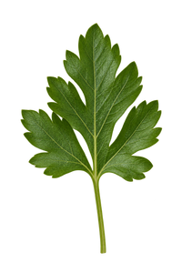 Parsley
