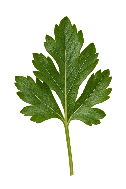 Parsley
