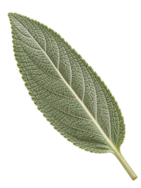 Sage