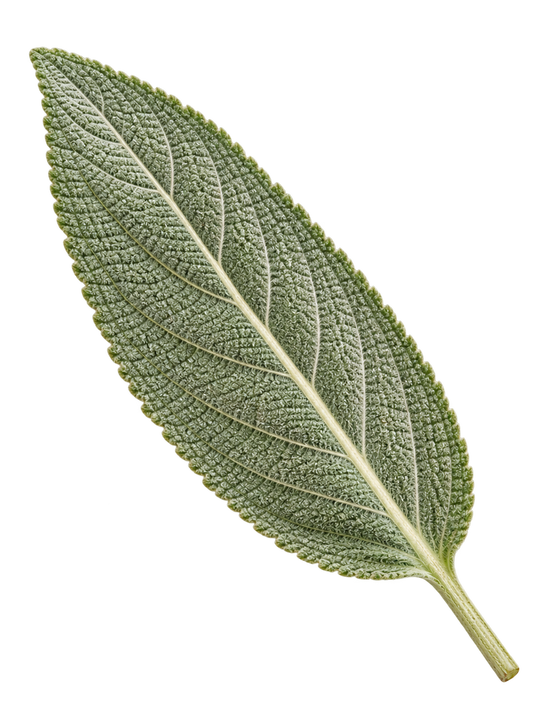 Sage