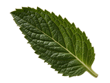 Spearmint