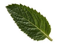 Spearmint