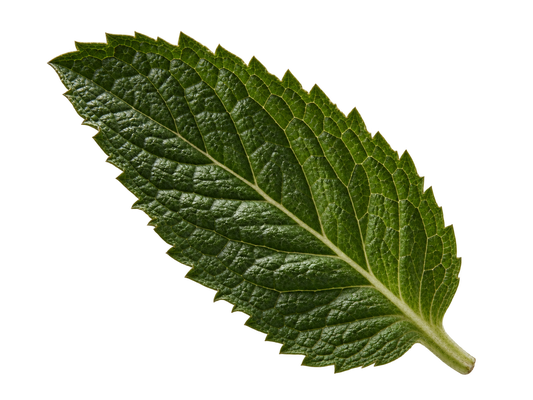 Spearmint