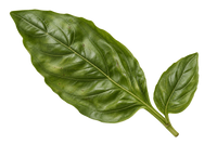Sweet Basil