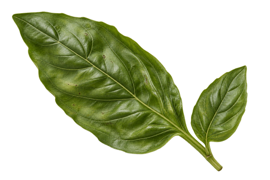 Sweet Basil