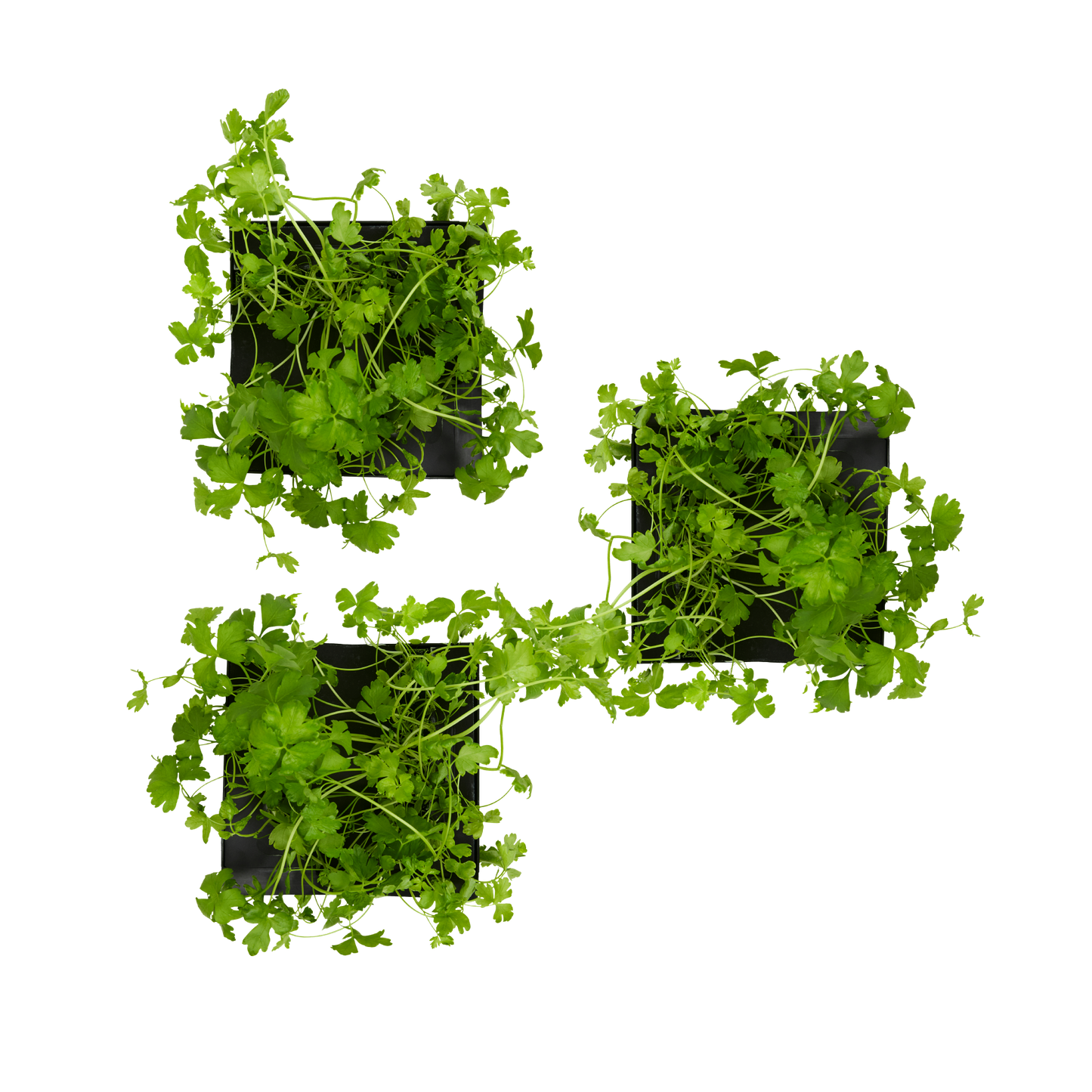 Cilantro (Coriander) 3-Pack for Roto Farm