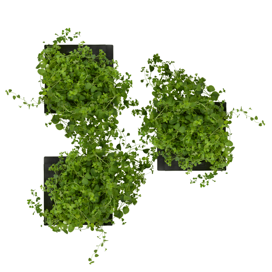 Oregano 3-Pack for Roto Farm